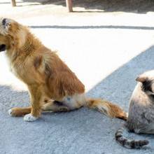 orthodoxy_animal_charity_0032-1